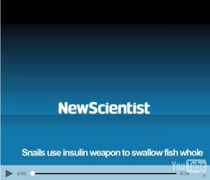 Cone Snail Video