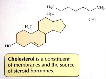 cholesterol