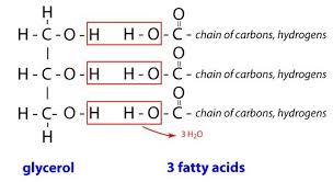 Glycerol - fettsyror