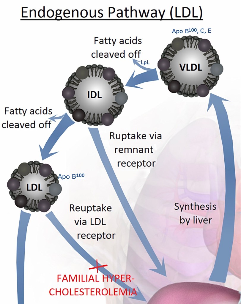 Detta visar schematiskt det avsnittet behandlar. Den plommonfärgade blobban nere till höger är levern.​